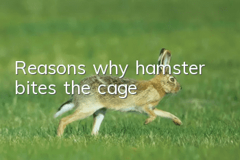 Reasons why hamster bites the cage