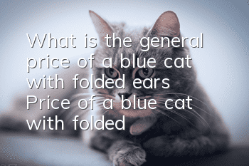 What is the general price of a blue cat with folded ears? Price of a blue cat with folded ears!