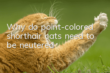 Why do point-colored shorthair cats need to be neutered?