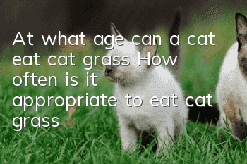 At what age can a cat eat cat grass? How often is it appropriate to eat cat grass?