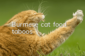 Burmese cat food taboos