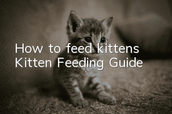 How to feed kittens? Kitten Feeding Guide!