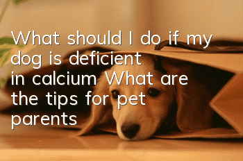 What should I do if my dog is deficient in calcium? What are the tips for pet parents to supplement calcium for their dogs?
