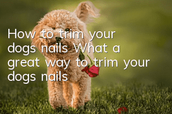 How to trim your dog’s nails? What a great way to trim your dog’s nails!