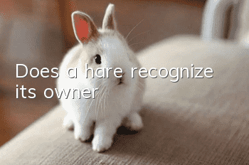 Does a hare recognize its owner?