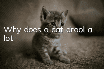 Why does a cat drool a lot?