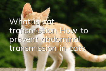What is cat transmission? How to prevent abdominal transmission in cats?