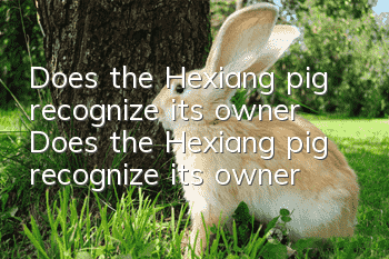 Does the Hexiang pig recognize its owner? Does the Hexiang pig recognize its owner?