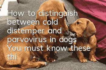 How to distinguish between cold, distemper and parvovirus in dogs? You must know these things!
