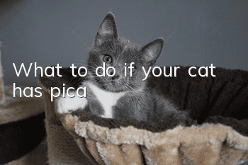 What to do if your cat has pica