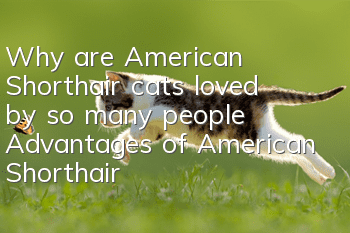 Why are American Shorthair cats loved by so many people? Advantages of American Shorthair cats!