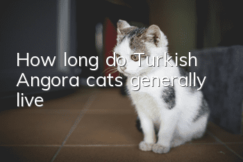 How long do Turkish Angora cats generally live?
