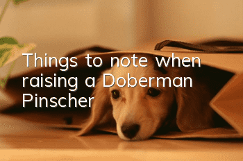 Things to note when raising a Doberman Pinscher