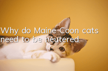 Why do Maine Coon cats need to be neutered?