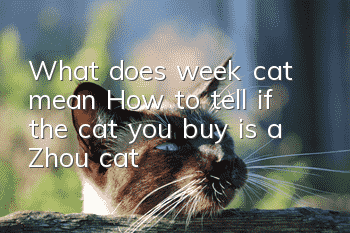 What does week cat mean? How to tell if the cat you buy is a Zhou cat?