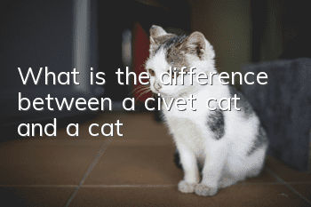 What is the difference between a civet cat and a cat?