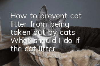 How to prevent cat litter from being taken out by cats? What should I do if the cat litter is taken out?