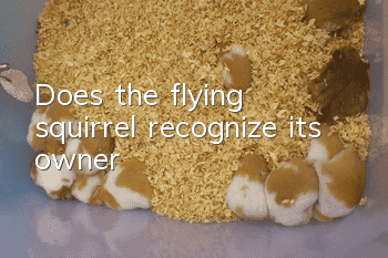 Does the flying squirrel recognize its owner?