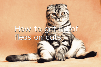 How to get rid of fleas on cats