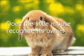 Does the little mouse recognize its owner?