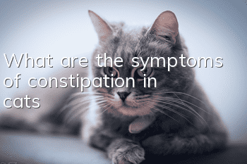What are the symptoms of constipation in cats?