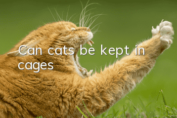 Can cats be kept in cages?