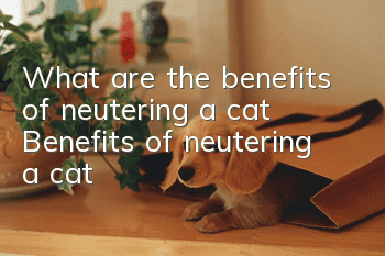 What are the benefits of neutering a cat? Benefits of neutering a cat!