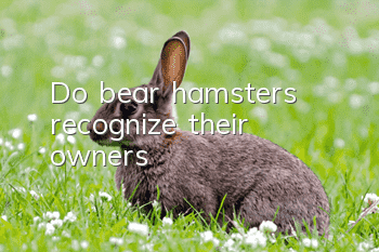 Do bear hamsters recognize their owners?