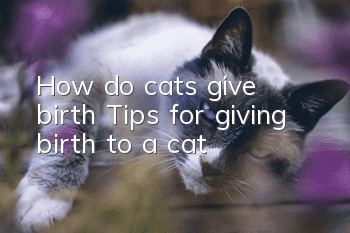 How do cats give birth? Tips for giving birth to a cat!