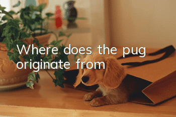 Where does the pug originate from?