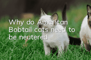 Why do American Bobtail cats need to be neutered?
