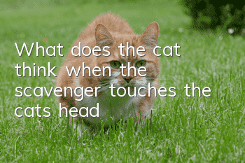 What does the cat think when the scavenger touches the cat’s head?