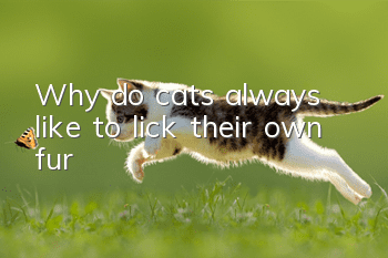 Why do cats always like to lick their own fur?