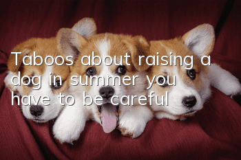 Taboos about raising a dog in summer, you have to be careful!
