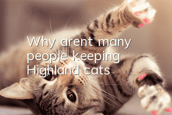 Why aren’t many people keeping Highland cats?
