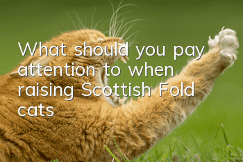 What should you pay attention to when raising Scottish Fold cats?