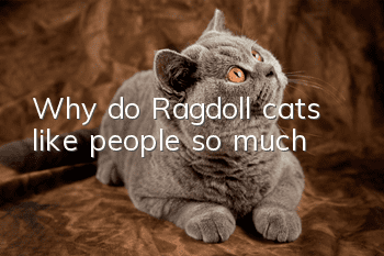 Why do Ragdoll cats like people so much?