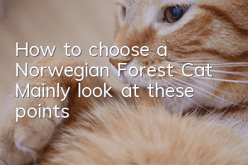 How to choose a Norwegian Forest Cat? Mainly look at these points!