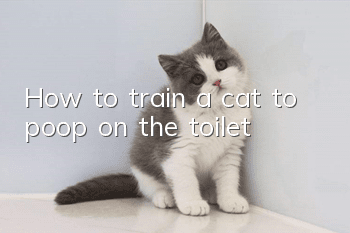 How to train a cat to poop on the toilet