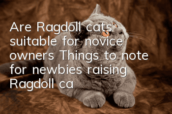 Are Ragdoll cats suitable for novice owners? Things to note for newbies raising Ragdoll cats!