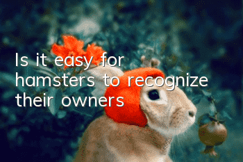 Is it easy for hamsters to recognize their owners?