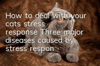 How to deal with your cat’s stress response? Three major diseases caused by stress response!