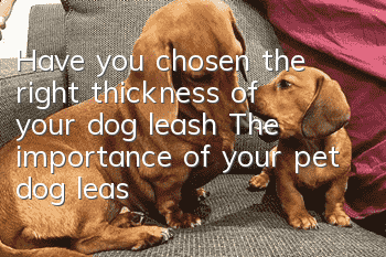 Have you chosen the right thickness of your dog leash? The importance of your pet dog leash!