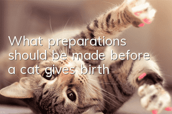 What preparations should be made before a cat gives birth?