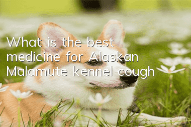 What is the best medicine for Alaskan Malamute kennel cough?