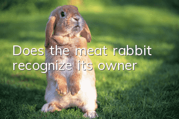 Does the meat rabbit recognize its owner?