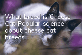 What breed is Cheese Cat? Popular science about cheese cat breeds!