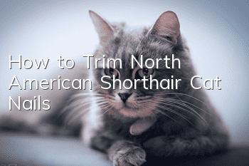 How to Trim North American Shorthair Cat Nails