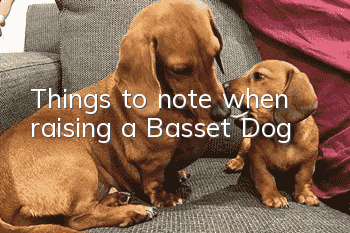 Things to note when raising a Basset Dog