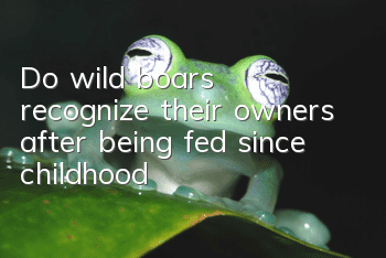 Do wild boars recognize their owners after being fed since childhood?